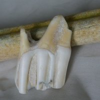 Зъб и кост от пещерен лъв, среден-късен плейстоцен, снимка 6 - Колекции - 39293074