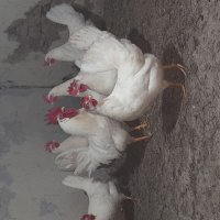 Продавам пилета Бял Легхорн., снимка 5 - Патици и гъски - 40682053