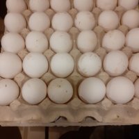 разплодни яйца от легхорн, снимка 12 - други­ - 16386746