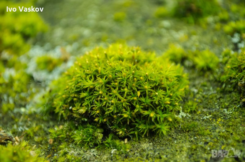 зелен мъх Канадски , снимка 1