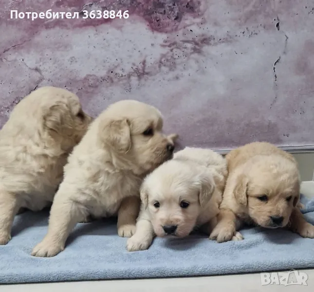 Голдън ретривър, снимка 1