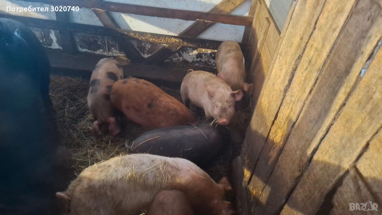 прасета на 2 месеца, снимка 1