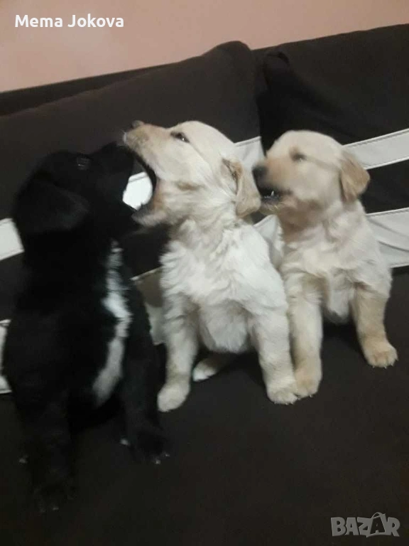 голдън ретривър бебета, снимка 1