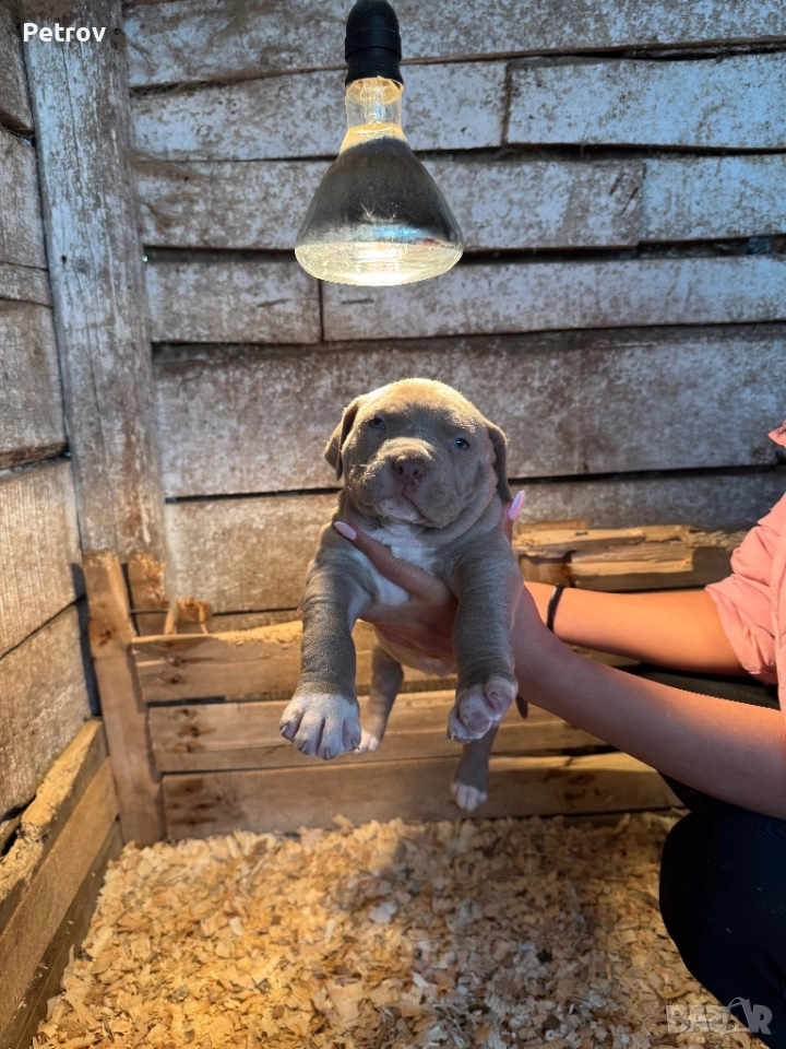 Американски булета , снимка 1