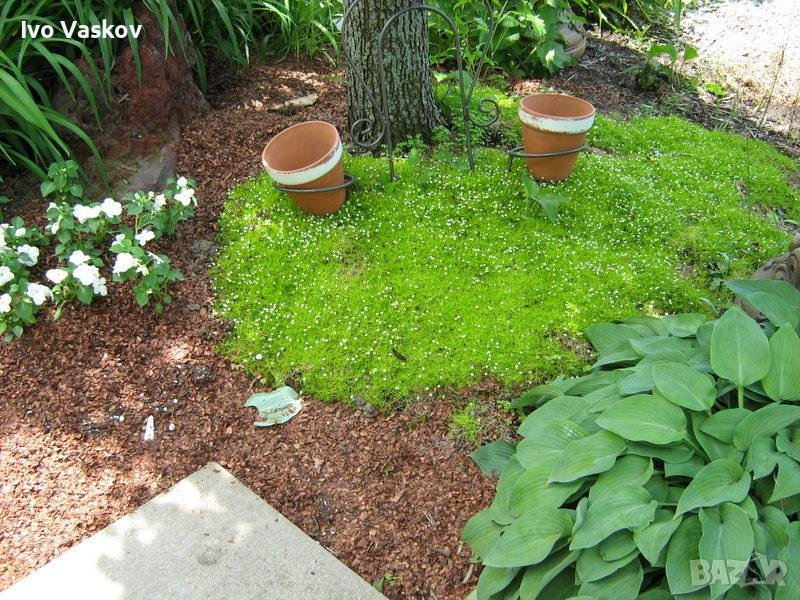 торфен мъх, снимка 1