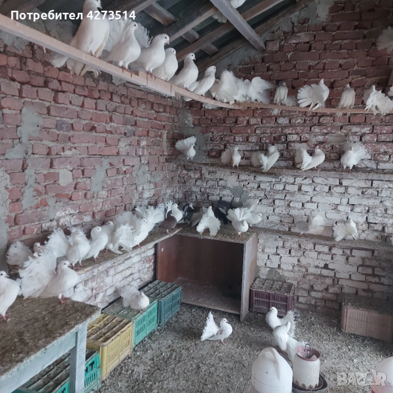 Продавам гълъби финерлии - бели и пъстри, снимка 1