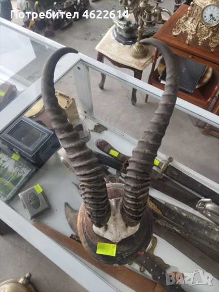 ЛОВЕН ТРОФЕЙ НА МУФЛОН , снимка 1