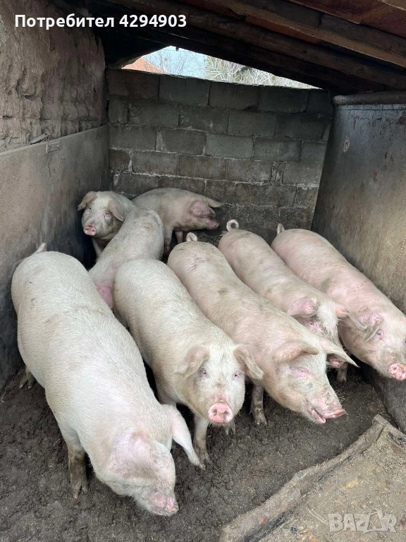 Продавам прасета, снимка 1