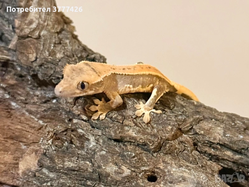 Цилиатус / Ресничестият бананояден гекон / Correlophus ciliatus, снимка 1