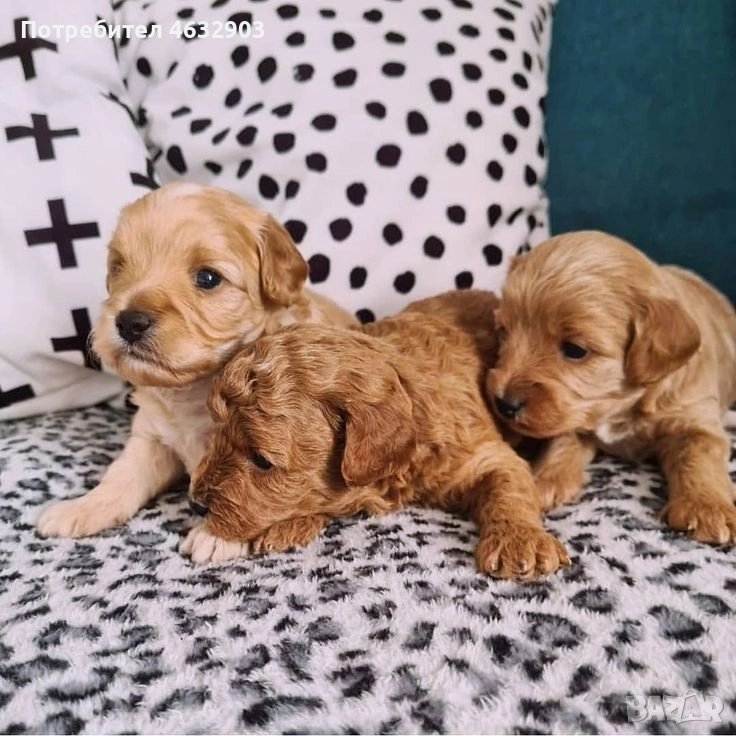 кокер шпаньол момче родословен баща , снимка 1