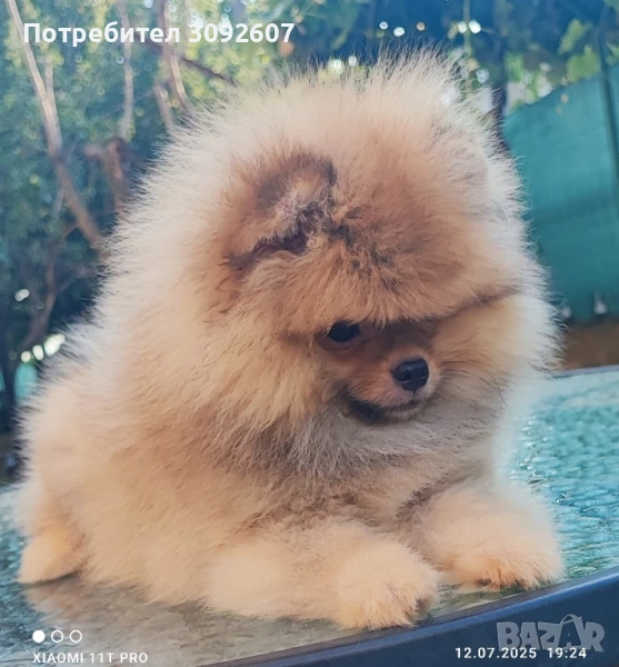 Померан момче, снимка 1