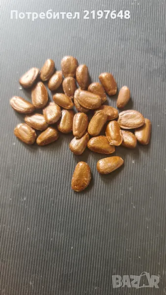 Семена от Черимоя , снимка 1