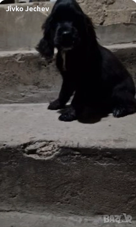 Кокер Шпаньол , снимка 1