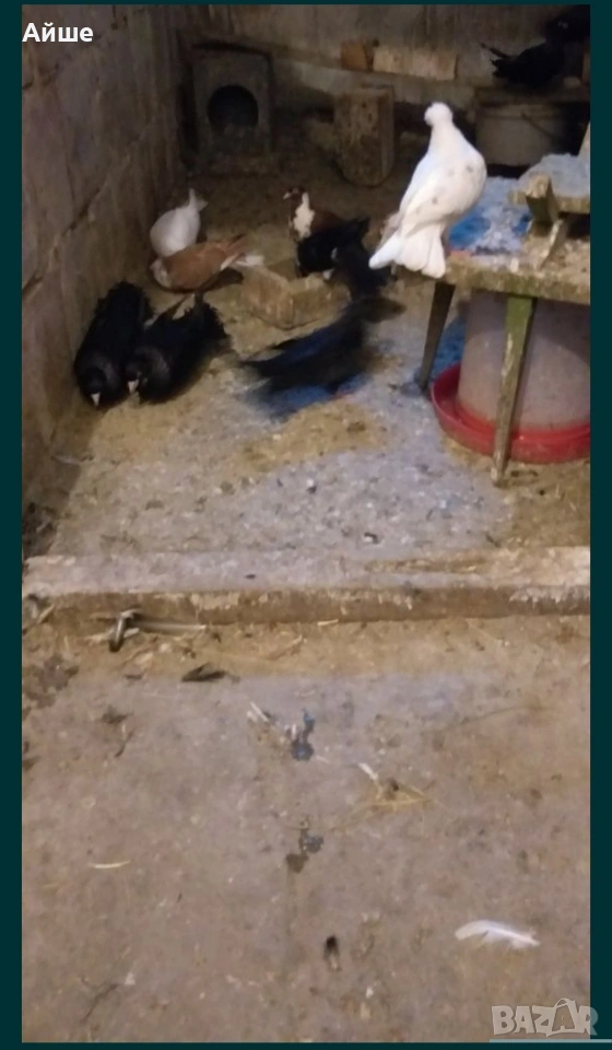 Паламарски гълъби, снимка 1