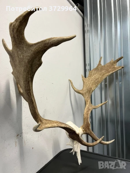 Елен лопатар , снимка 1