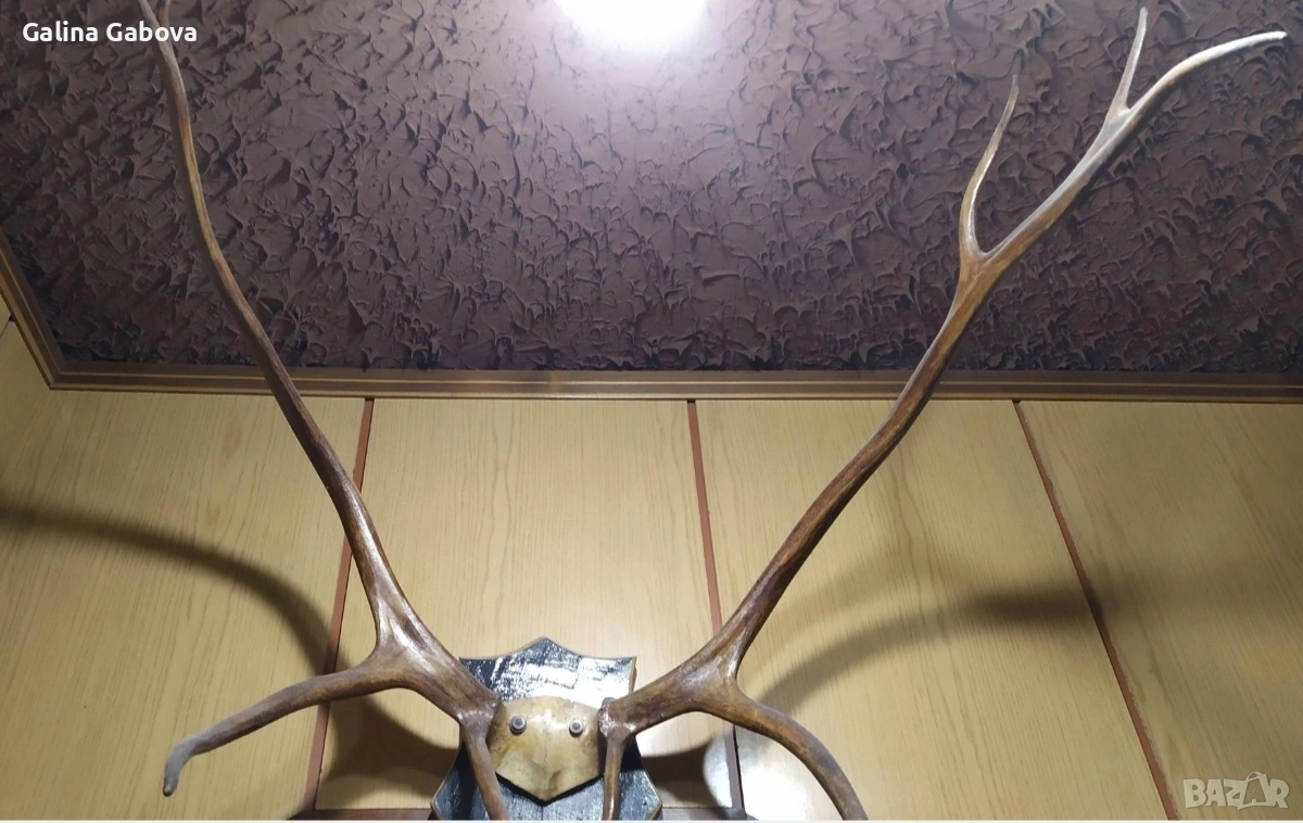 Еленови рога , снимка 1