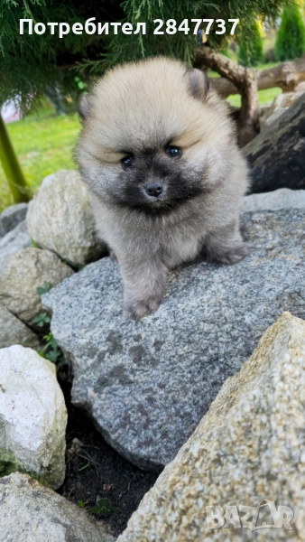 Померан, снимка 1
