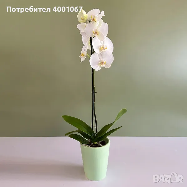 орхидея, снимка 1