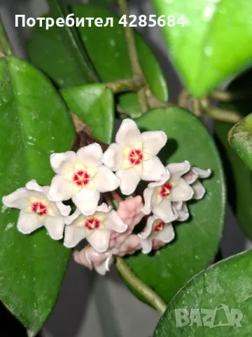 продавам тази хоя карноза, снимка 6 - Стайни растения - 50080527