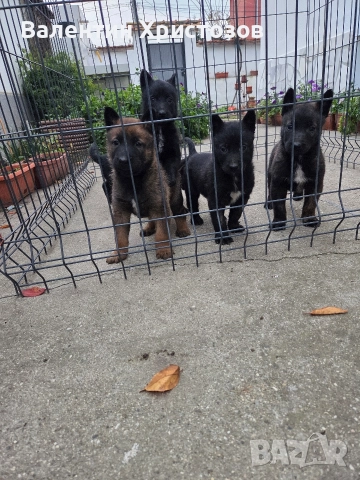 белгийска овчарка малиноа , снимка 2 - Белгийска овчарка - 52644060