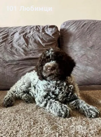 Лагото романьоло, снимка 4 - Други - 47462707