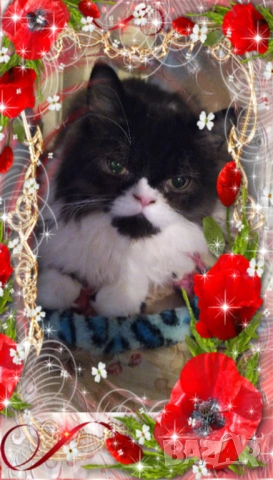  Ваксинирани персийски дългокосмести многоцветни принцове,с ЕС паспорт,микрочип домашни любимци!, снимка 13 - Други - 42172667