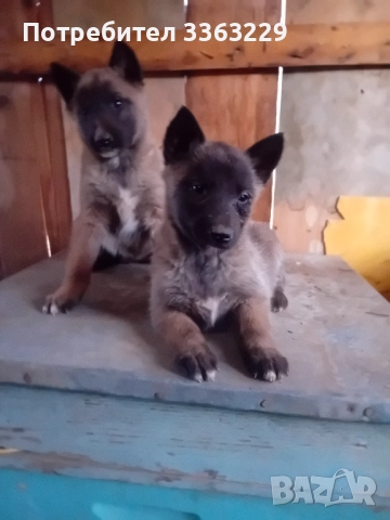 Продавам , снимка 4 - Белгийска овчарка - 52840117