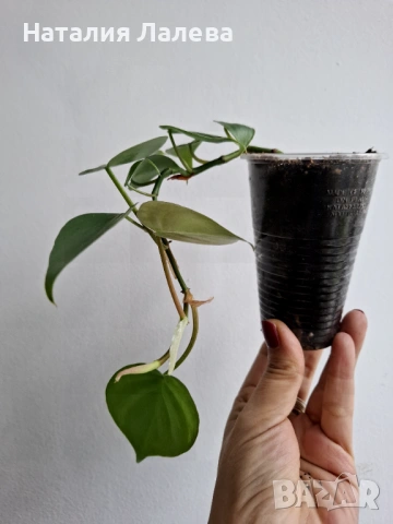 Филодендрон, philodendron scandens heartleaf , снимка 4 - Стайни растения - 53095168