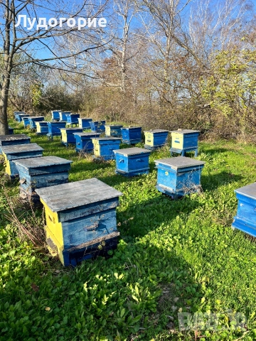 Пчелни кошери Дадан блат, снимка 3 - За пчели - 52516195