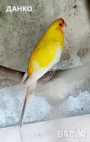 ПРОМОЦИЯ!!! РАЗМНОЖАВАЩИ СЕ ДВОЙКИ ПЕНАНТОВИ РОЗЕЛИ, снимка 4 - Папагали - 50987571