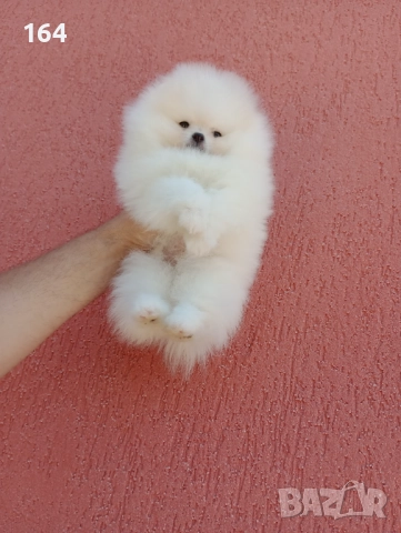Бял мъжки Померан. Клип от 12.12.25 год. , снимка 2 - Пудели - 52697553