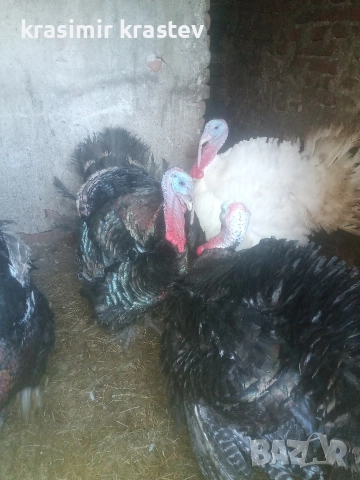 продавам пуяк , снимка 4 - Кокошки и пуйки - 52889327