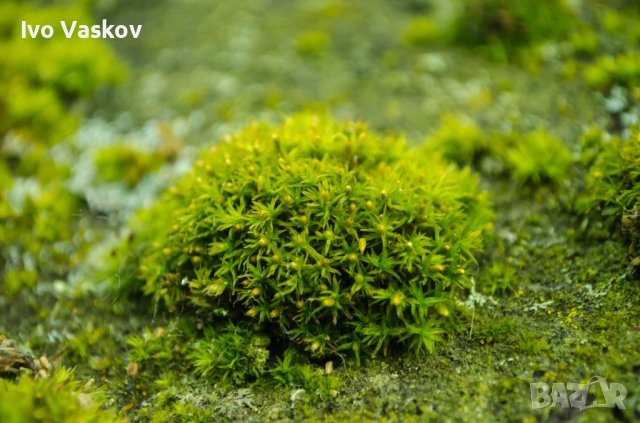 зелен мъх Канадски , снимка 1