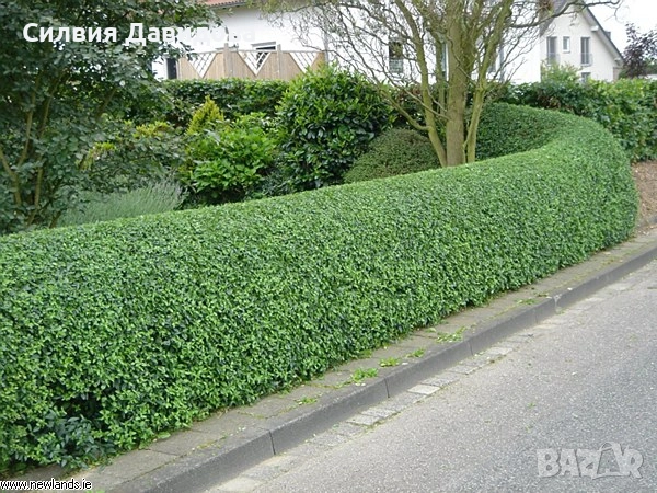 0.70лв. Лигуструм на корен, снимка 14 - Разсади - 52116194