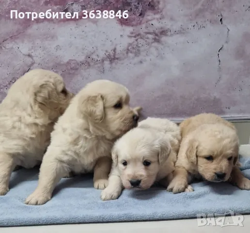 Голдън ретривър, снимка 1