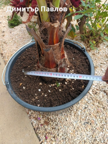 Брахея Армата,Мексиканска Синя Палма, снимка 4 - Градински цветя и растения - 51920750