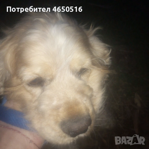 Кокер шпаньол породис , снимка 13 - Кокер шпаньол - 52407219