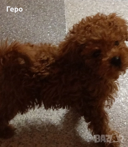 пудел той , снимка 6 - Пудели - 53322409