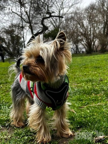 Мъжко Йорки си търси женска, снимка 2 - Търси партньор - 40116805