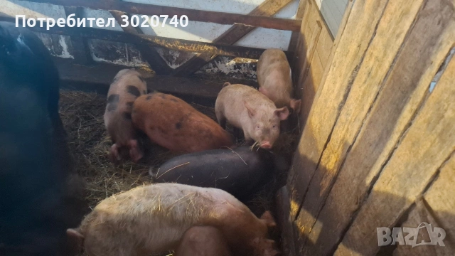 прасета на 2 месеца