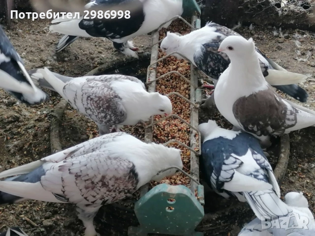Млади гълъби , снимка 3 - Гълъби - 52771237