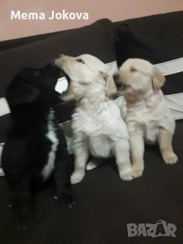 голдън ретривър бебета