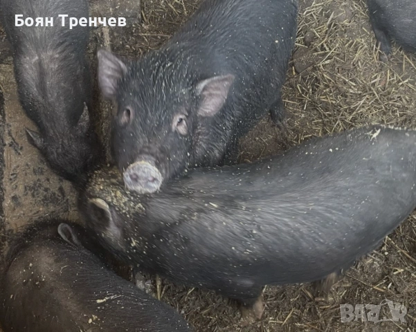 Виетнамски прасета