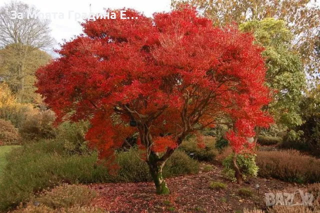 Енкиантус, снимка 3 - Градински цветя и растения - 49491493