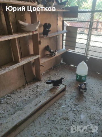 Ломски високолетачи, снимка 9 - Гълъби - 51102124