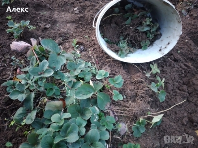 Продавам коренчета ягоди