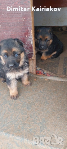 Немска овчарка, снимка 2 - Немска овчарка - 53406305