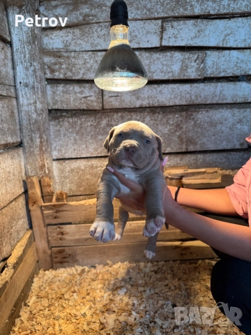 Американски булета 