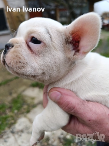 френски булдочета, снимка 9 - Френски булдог - 52489123