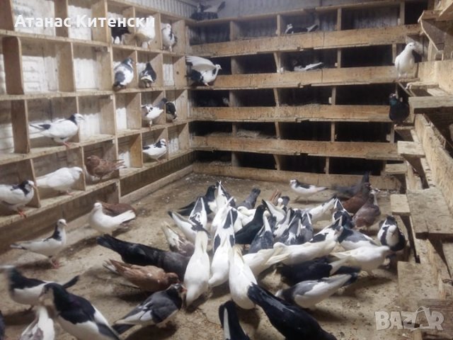 ПАЗАРДЖИШКИ ВИСОКО ЛЕТЦИ ЗА ДЪЛГОТРАЕН ВИСОК ПОЛЕТ, снимка 15 - Гълъби - 26511341